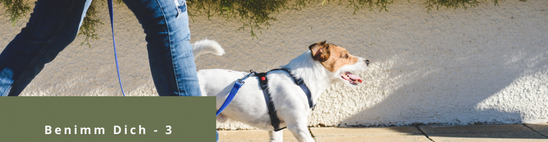 Benimm Dich - 3 - Leinenführigkeit