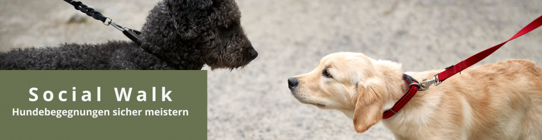 Hundebegegnungen sicher meistern (SW)