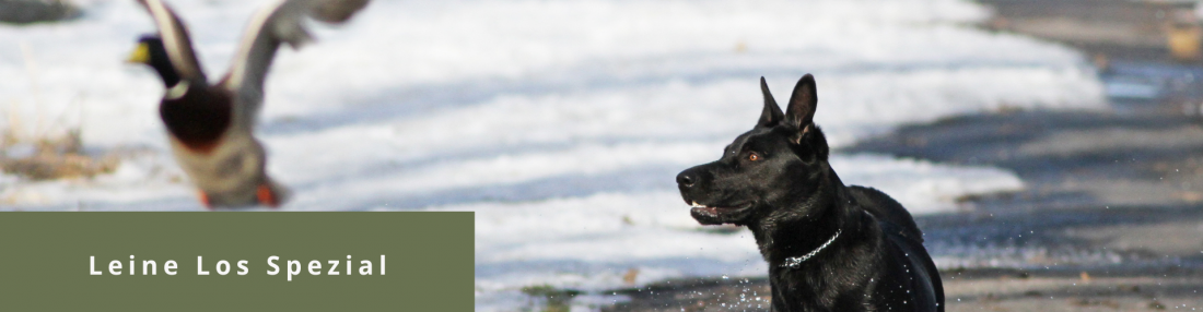 Leine los - Spezial