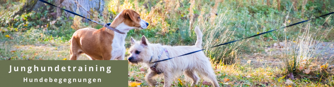 Junghundetraining - Hundebegegnungen
