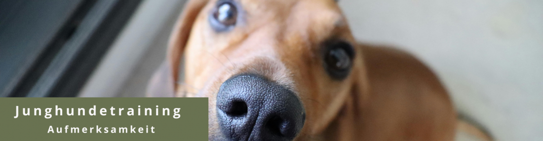 Junghundetraining - Aufmerksamkeit