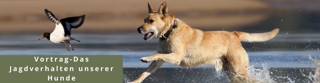 Vortrag - Das Jagdverhalten unserer Hunde