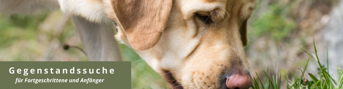 Gegenstandssuche 